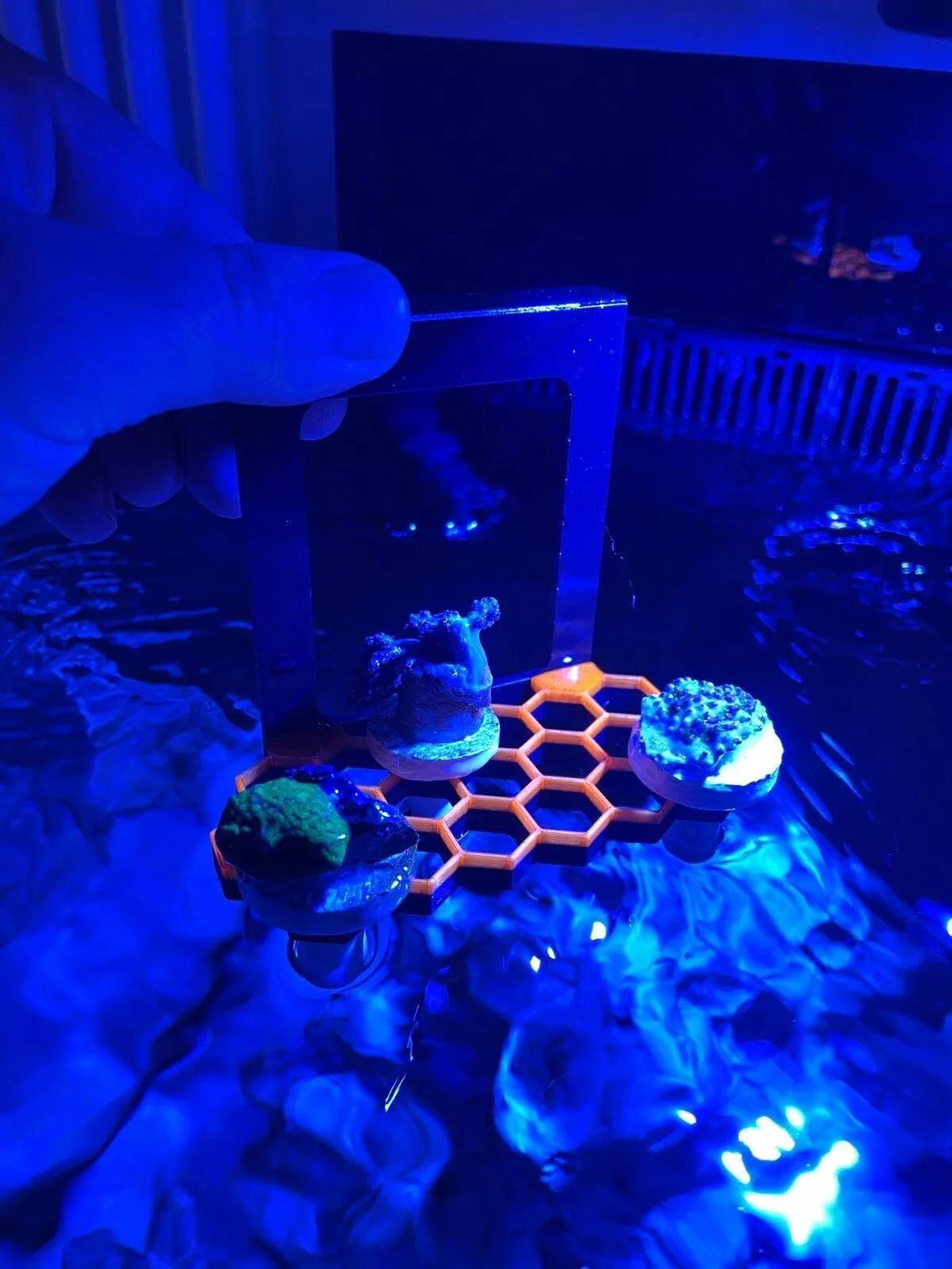 Hanging hex frag rack, frag holder. Marine aquarium.