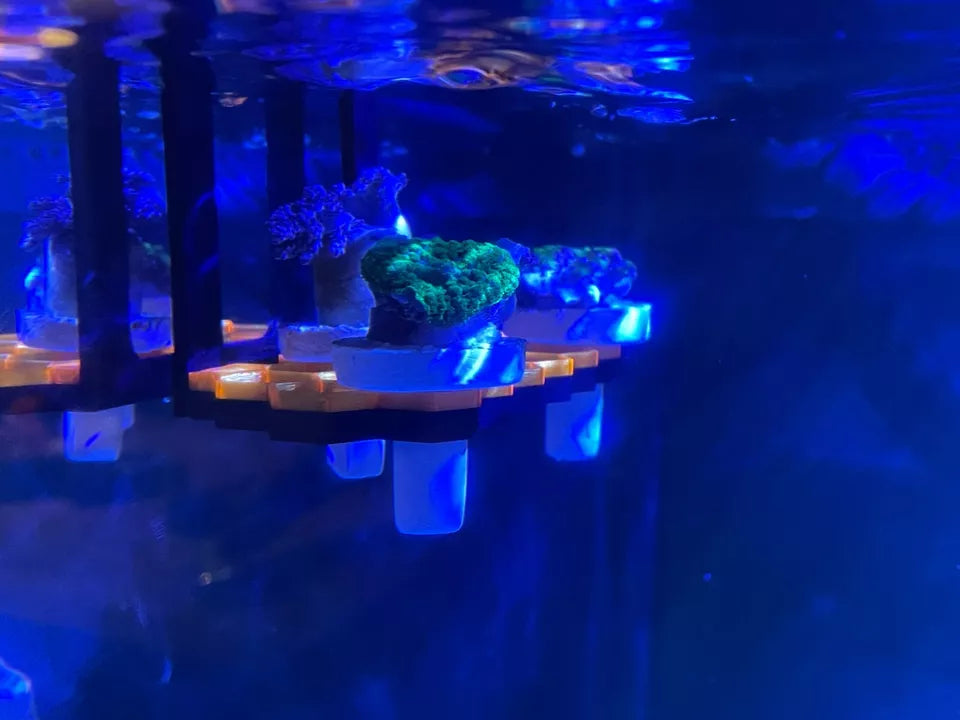 Hanging hex frag rack, frag holder. Marine aquarium.