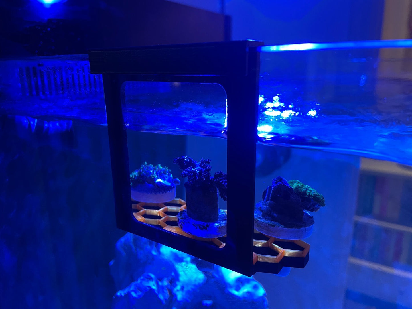 Hanging hex frag rack, frag holder. Marine aquarium.