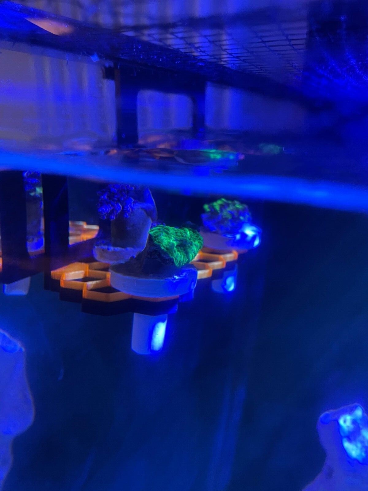 Hanging hex frag rack, frag holder. Marine aquarium.