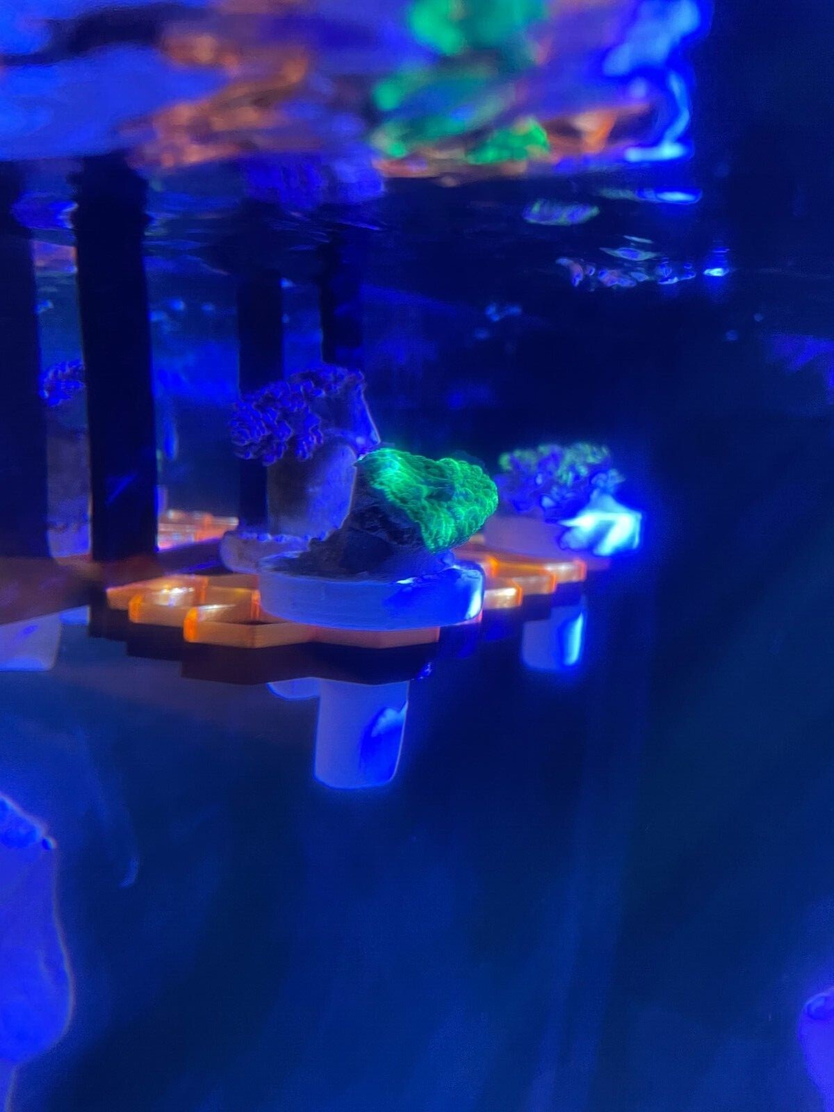 Hanging hex frag rack, frag holder. Marine aquarium.