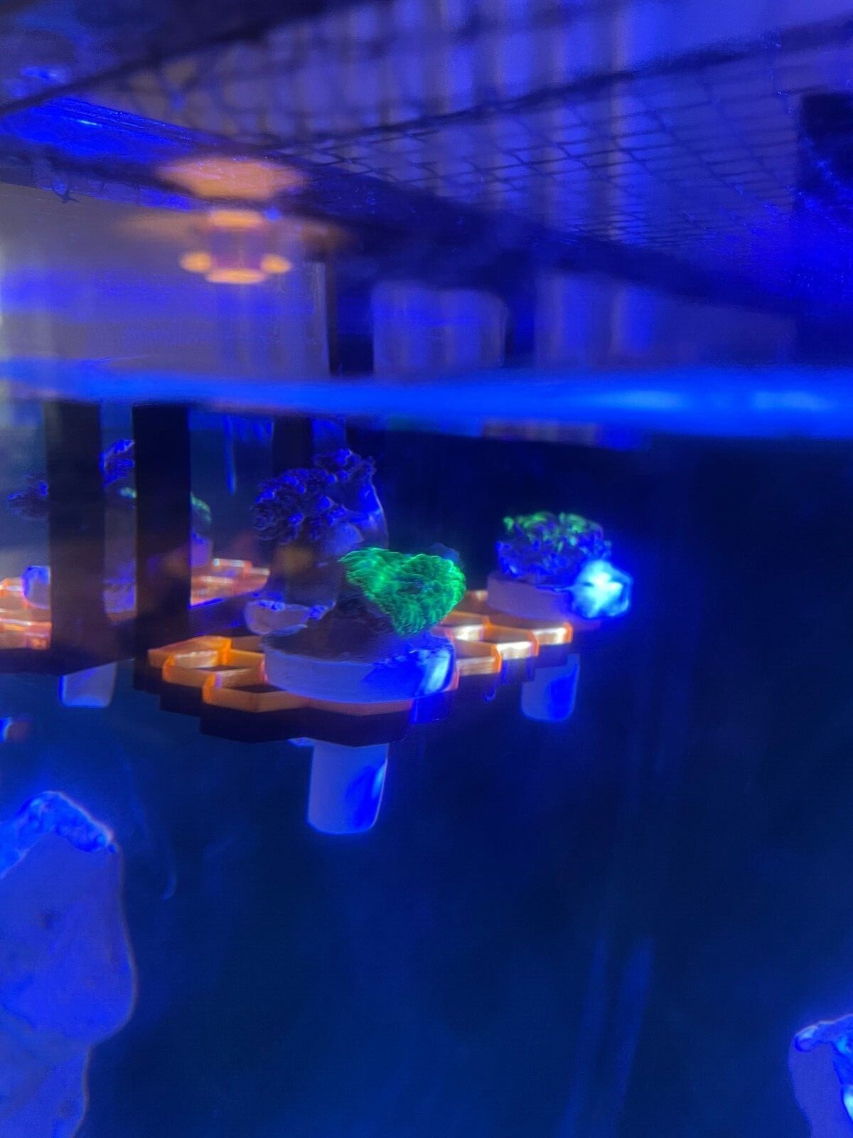 Hanging hex frag rack, frag holder. Marine aquarium.