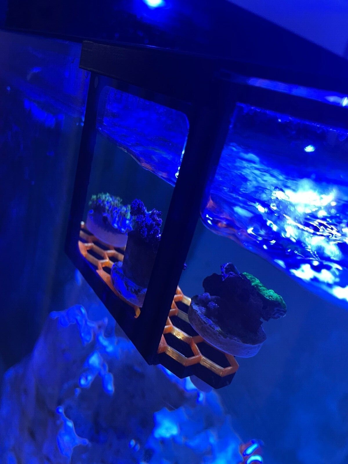 Hanging hex frag rack, frag holder. Marine aquarium.